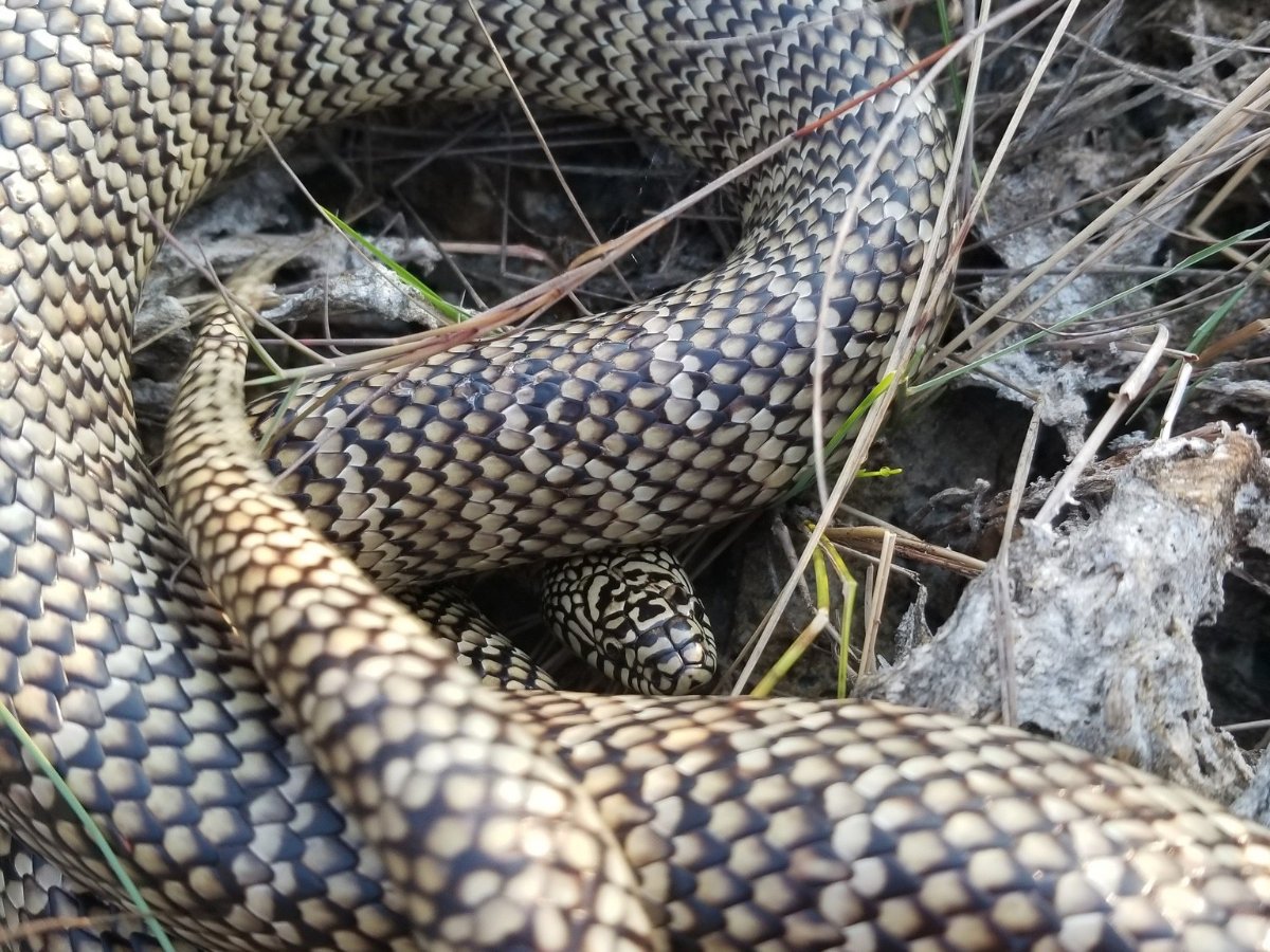 Eastern Kingsnake