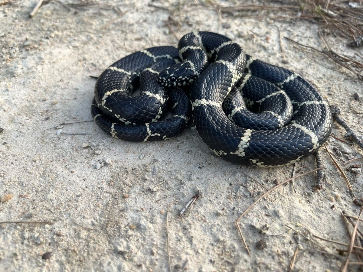 Eastern Kingsnake