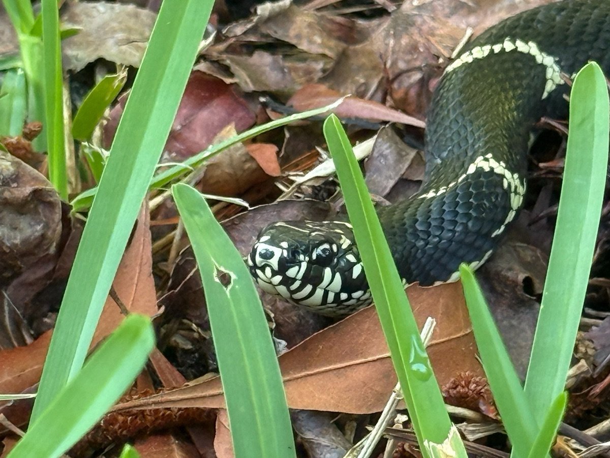 Eastern Kingsnake