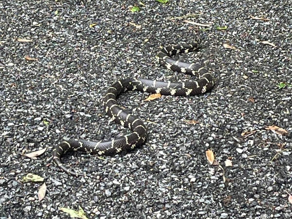 Eastern Kingsnake