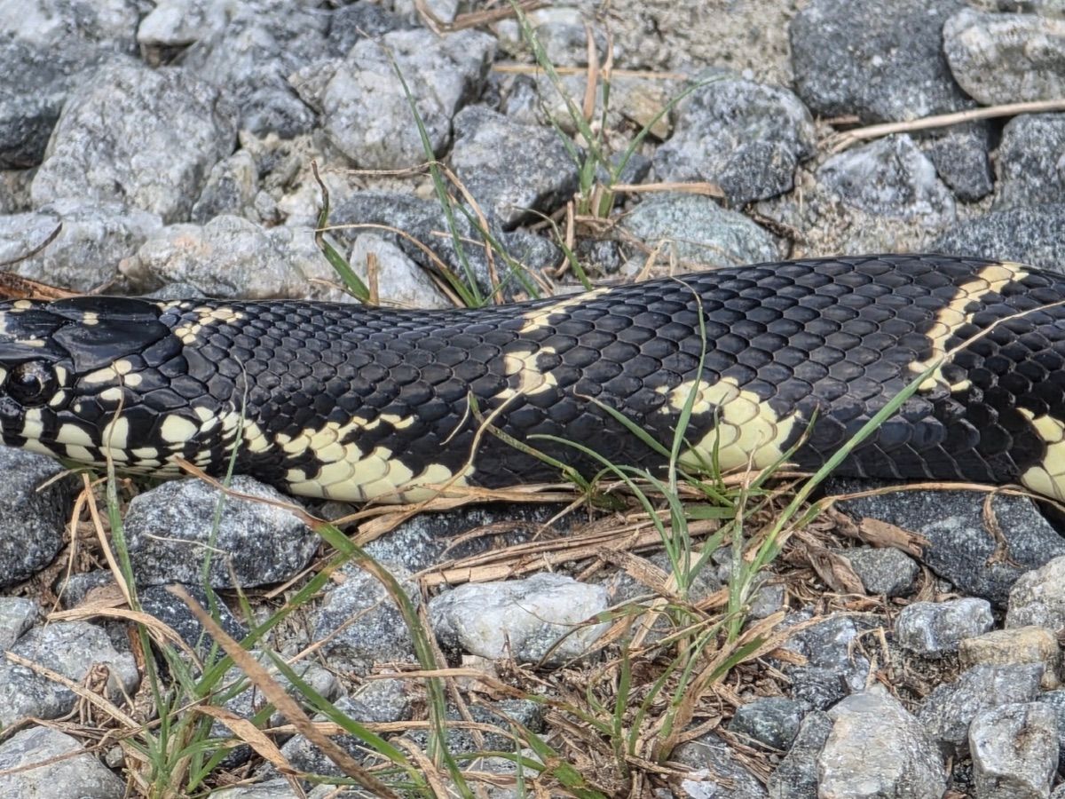 Eastern Kingsnake