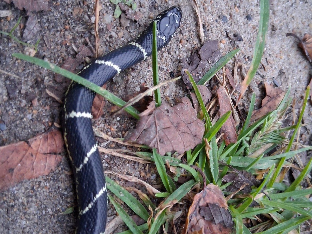 Eastern Kingsnake