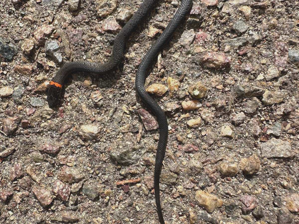 Ring-necked Snake