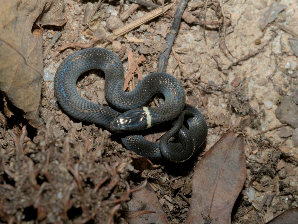 Ring-necked Snake