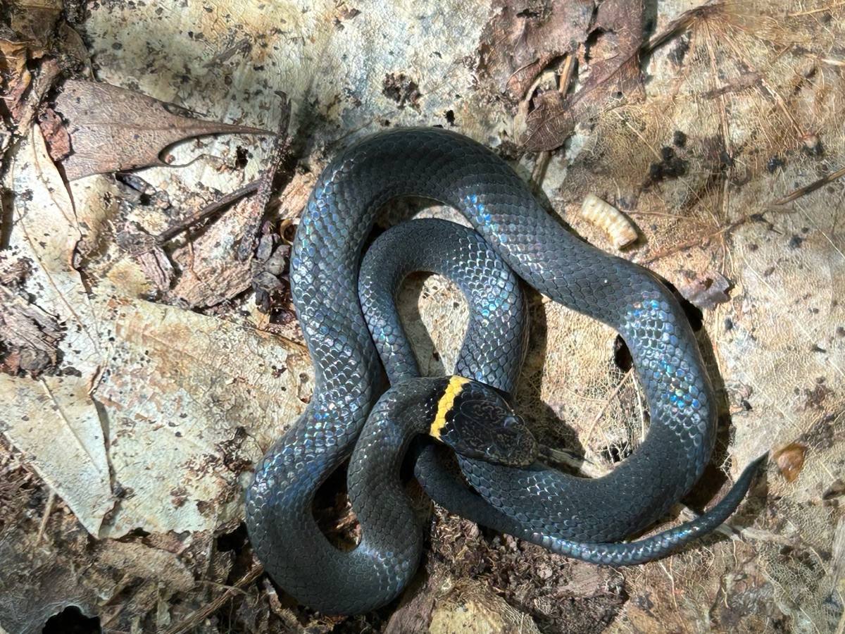 Ring-necked Snake