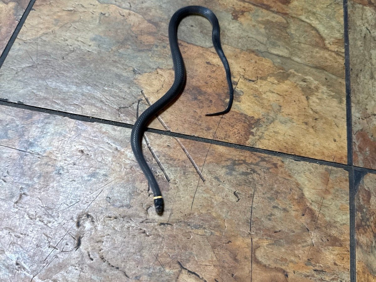 Ring-necked Snake