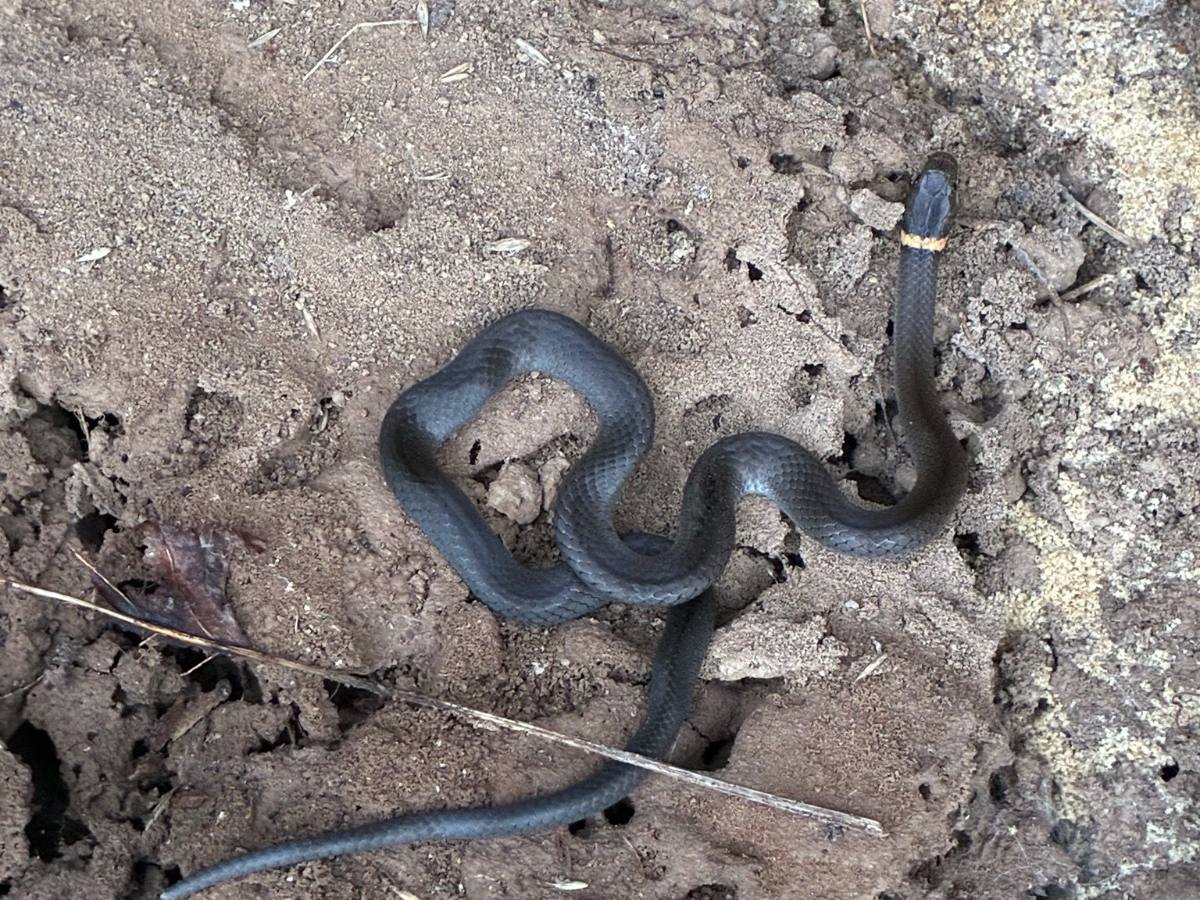 Ring-necked Snake