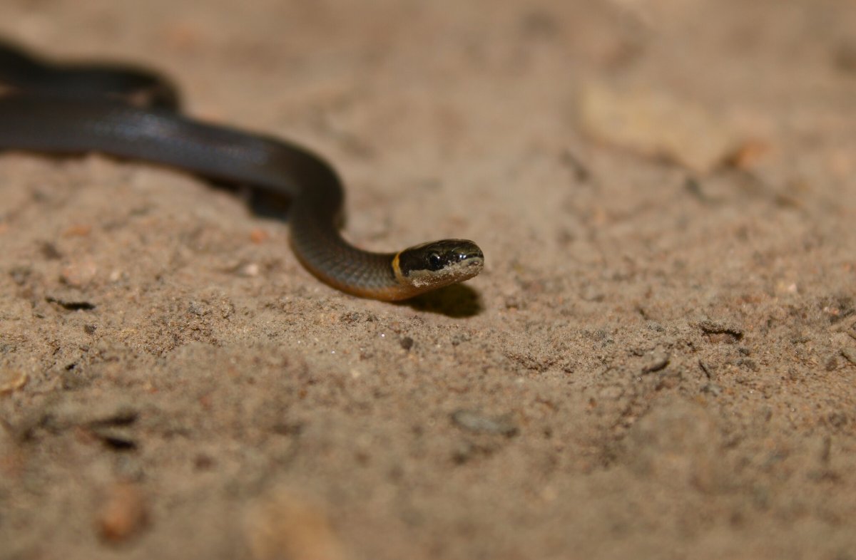 Ring-necked Snake