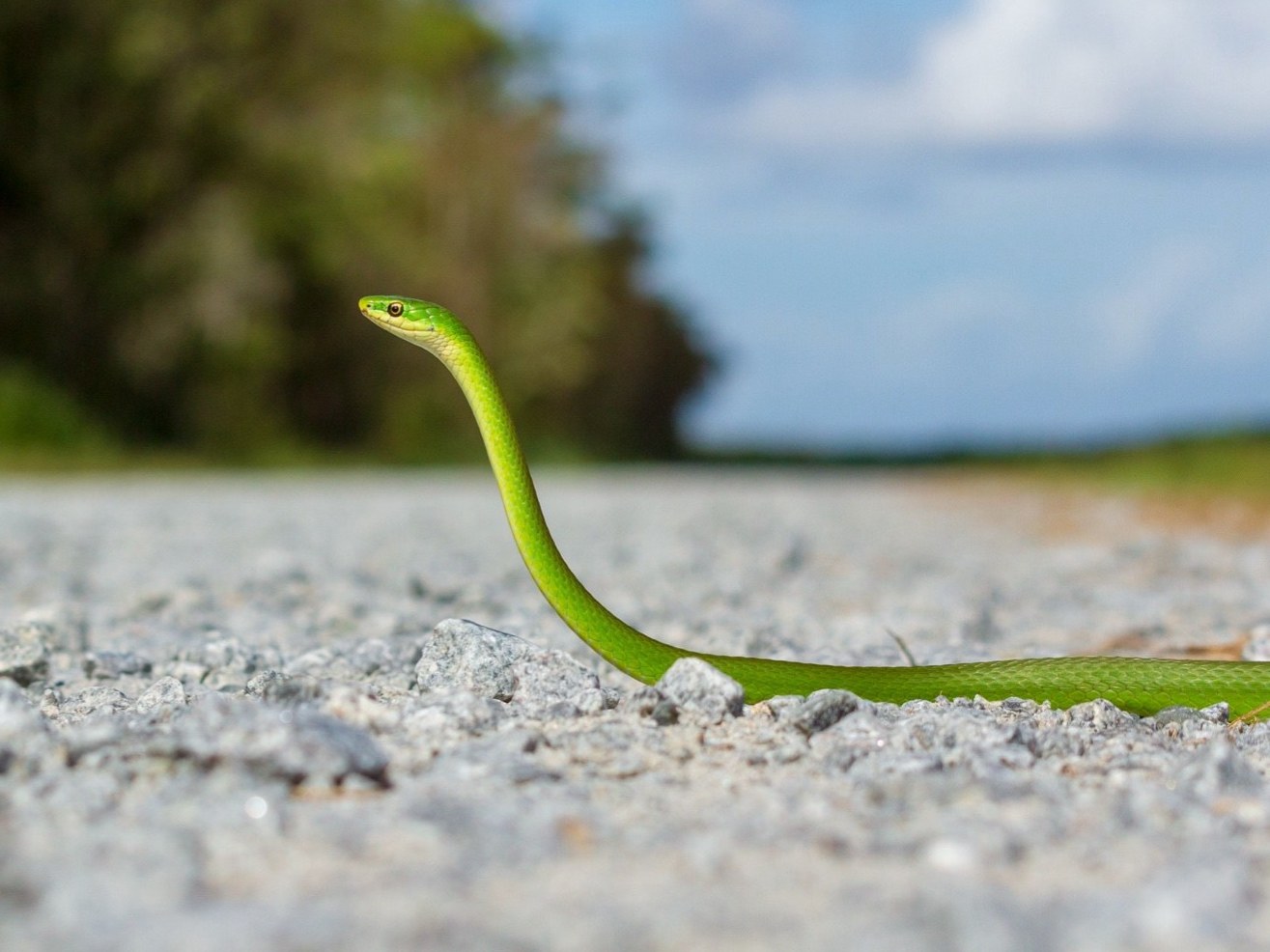 Rough Greensnake
