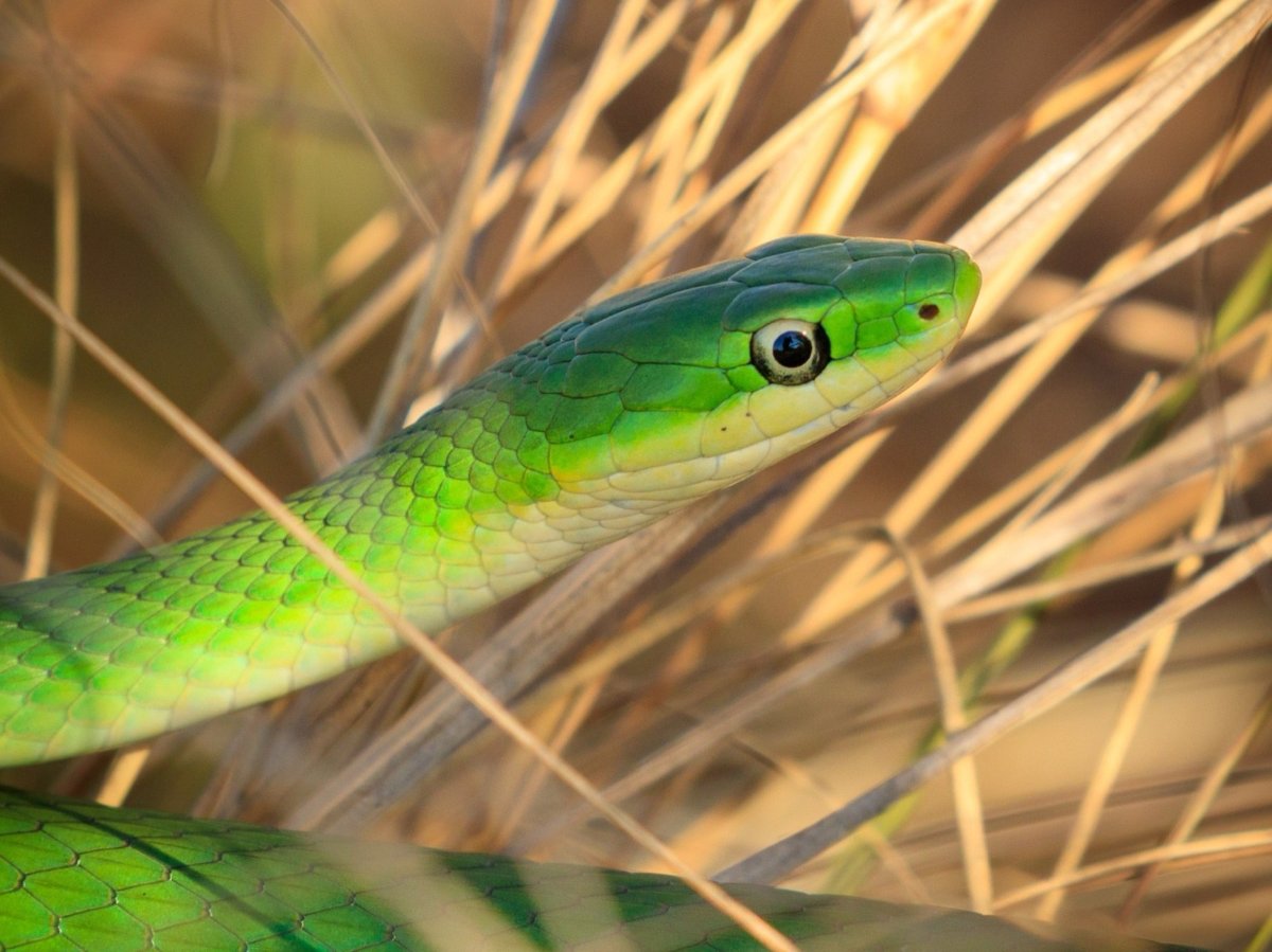 Rough Greensnake