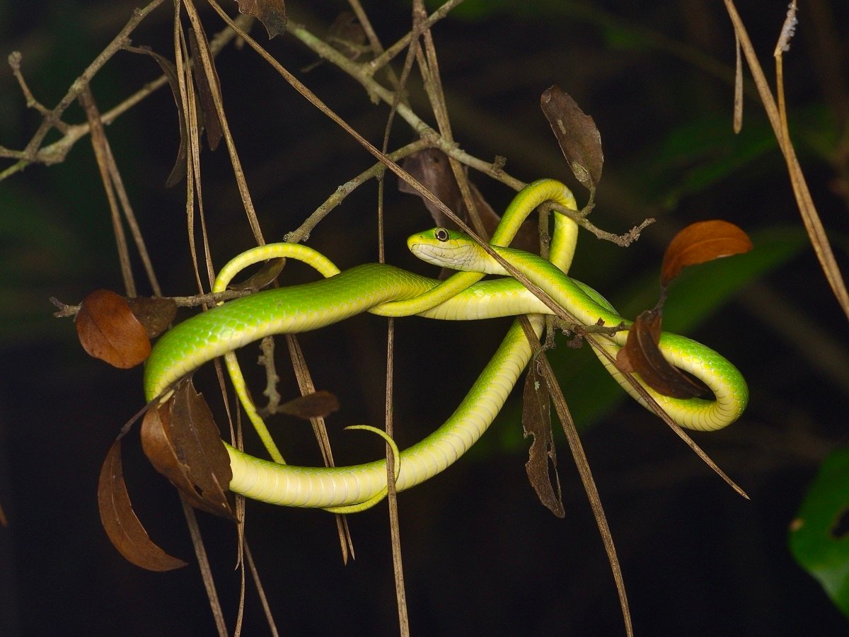 Rough Greensnake