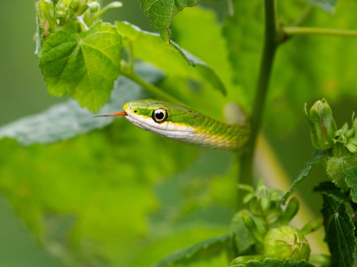 Rough Greensnake