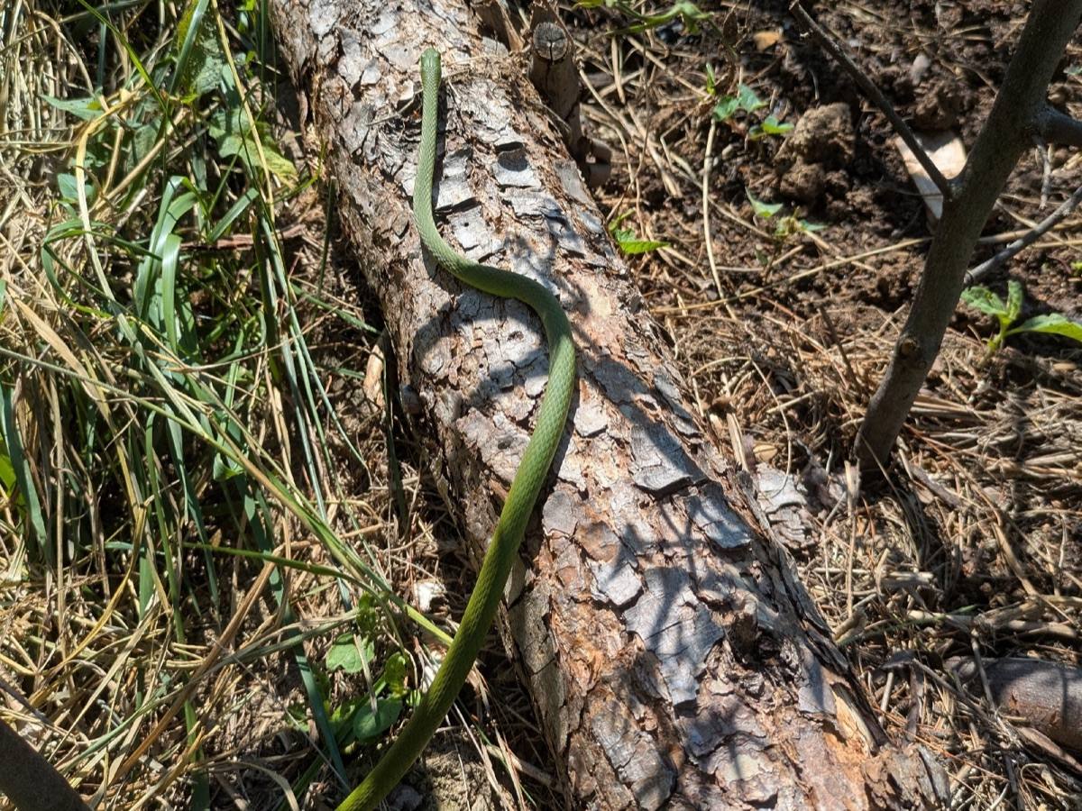 Rough Greensnake