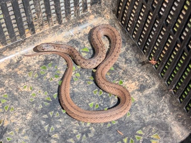 DeKay's Brownsnake