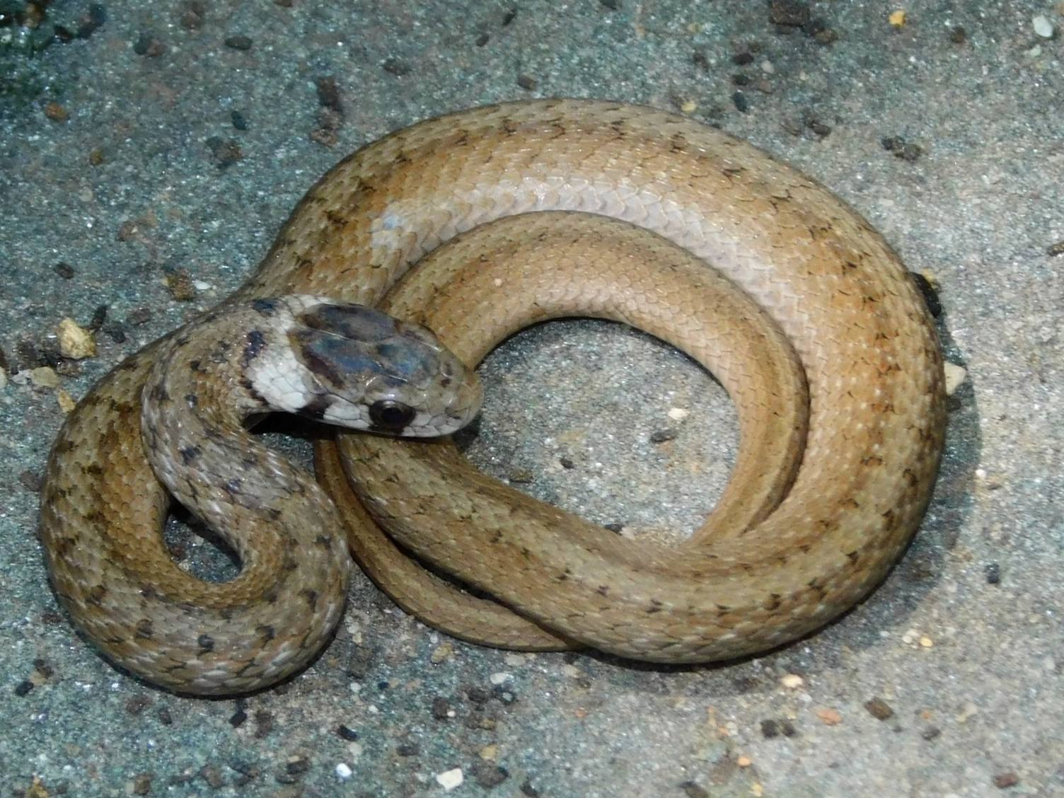 DeKay's Brownsnake