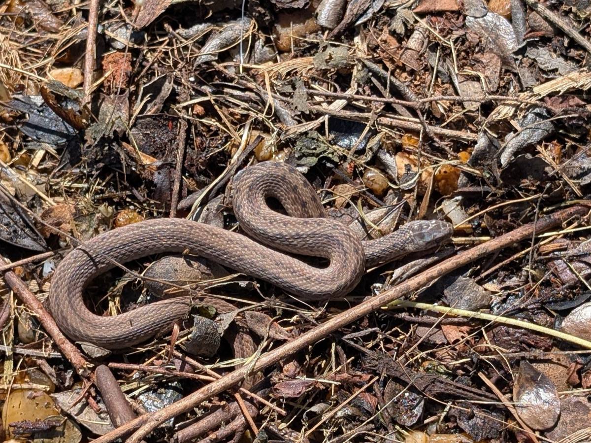 DeKay's Brownsnake
