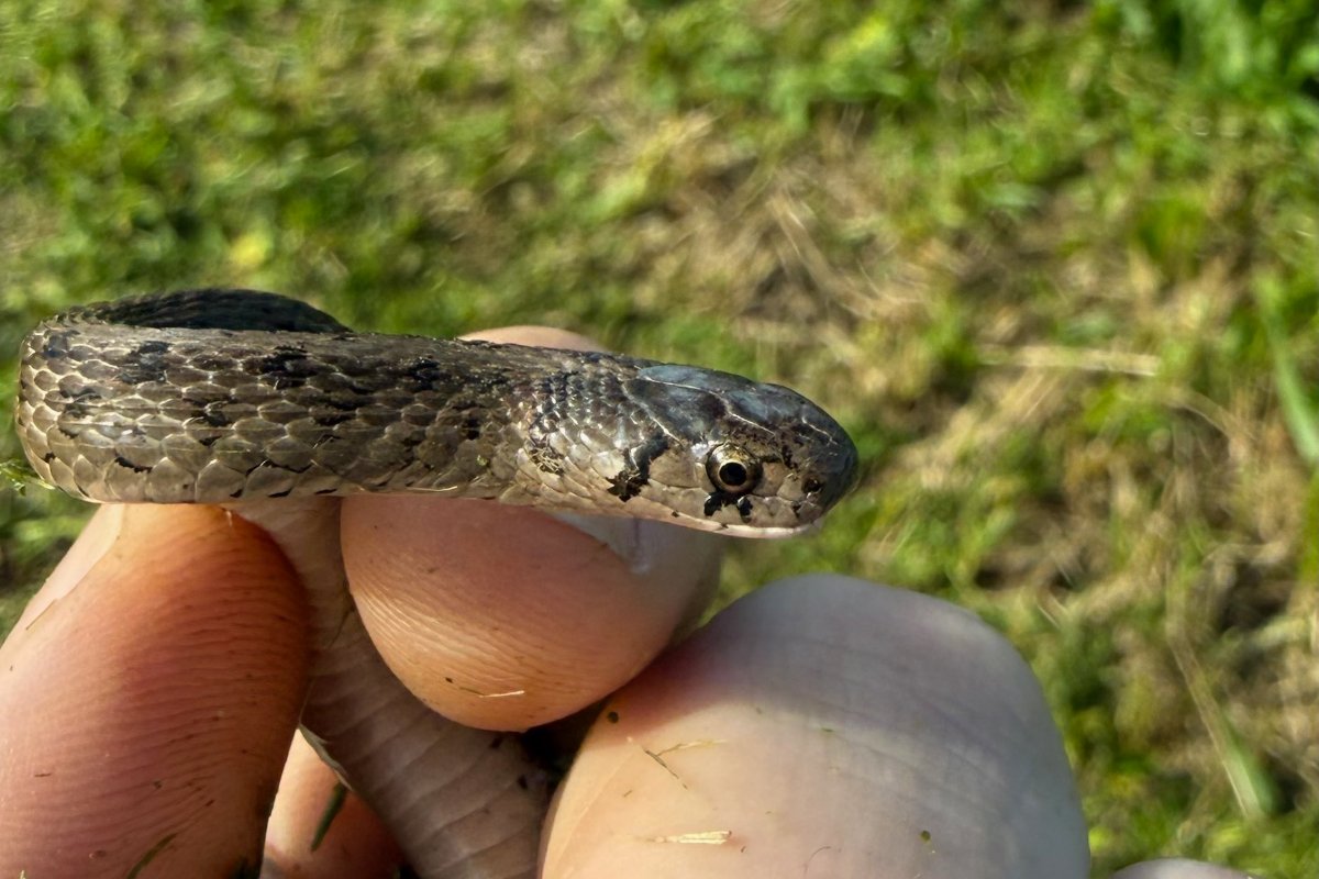DeKay's Brownsnake