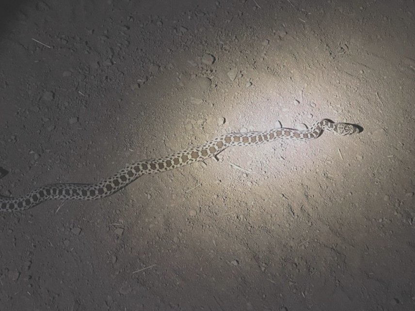 Gophersnake