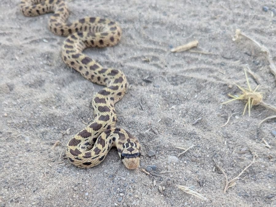 Gophersnake