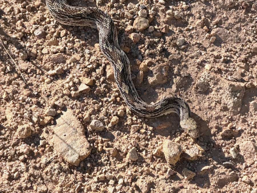 Gophersnake