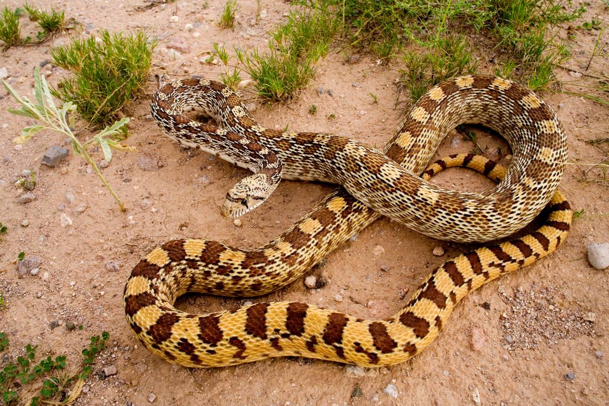 Gophersnake