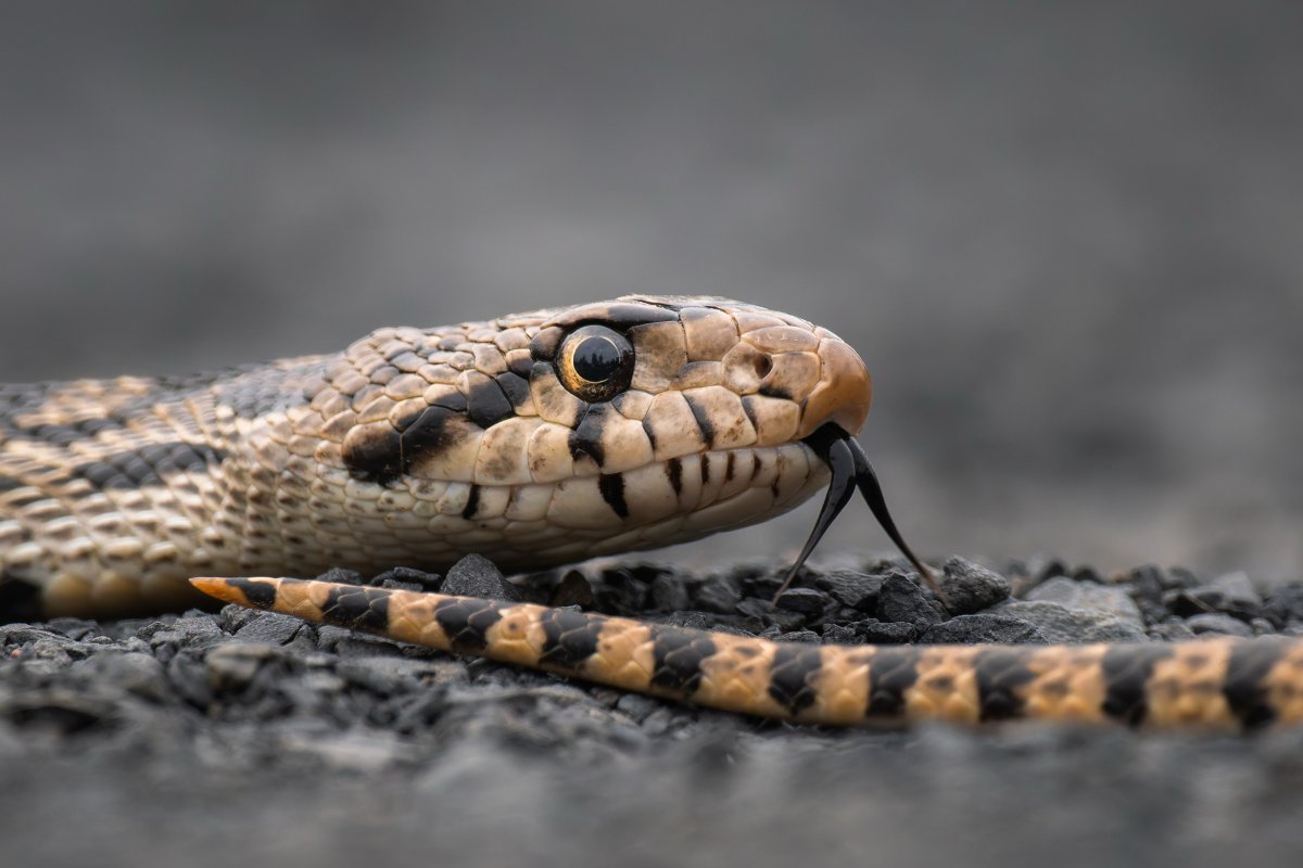 Gophersnake