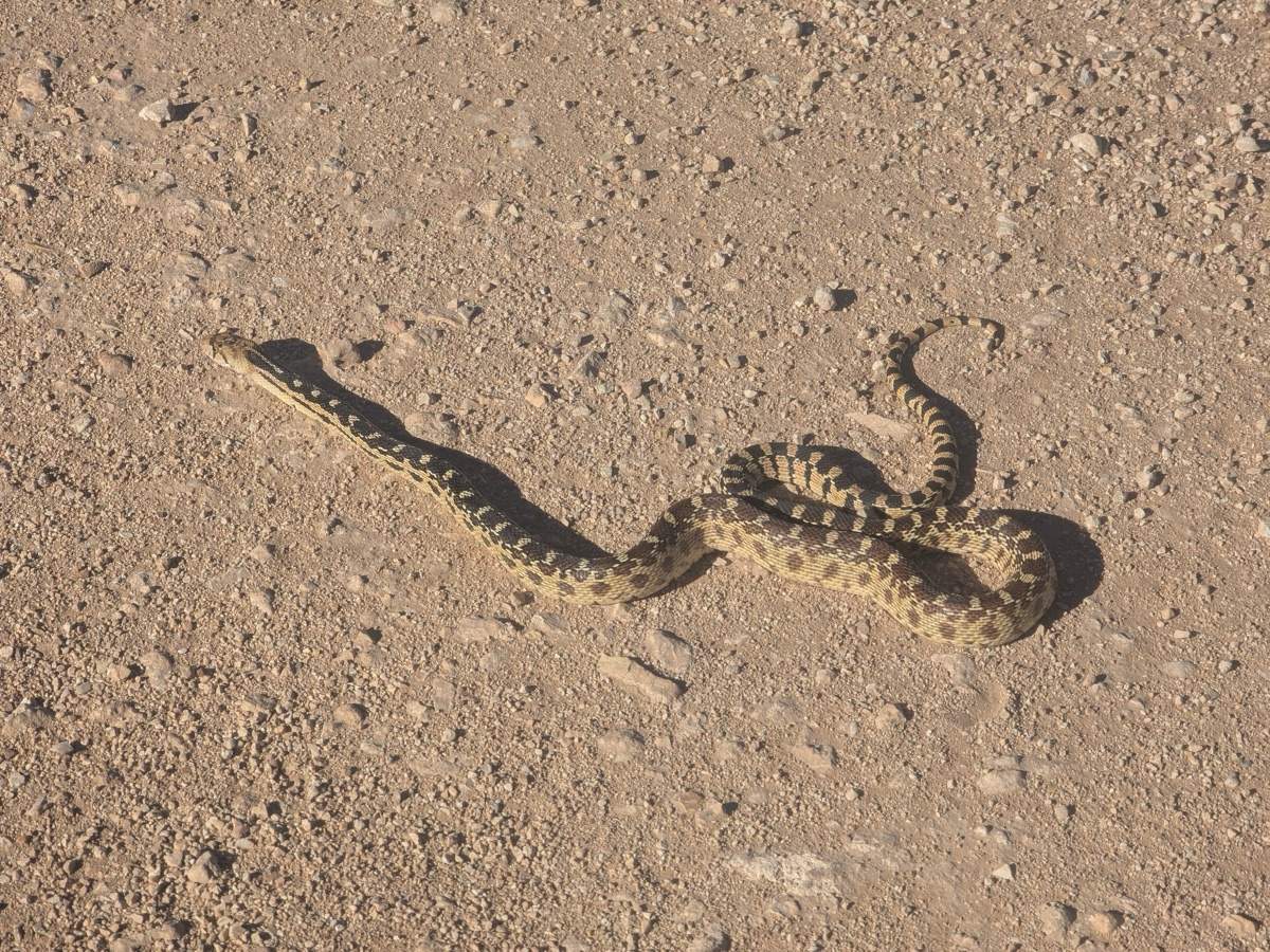 Gophersnake