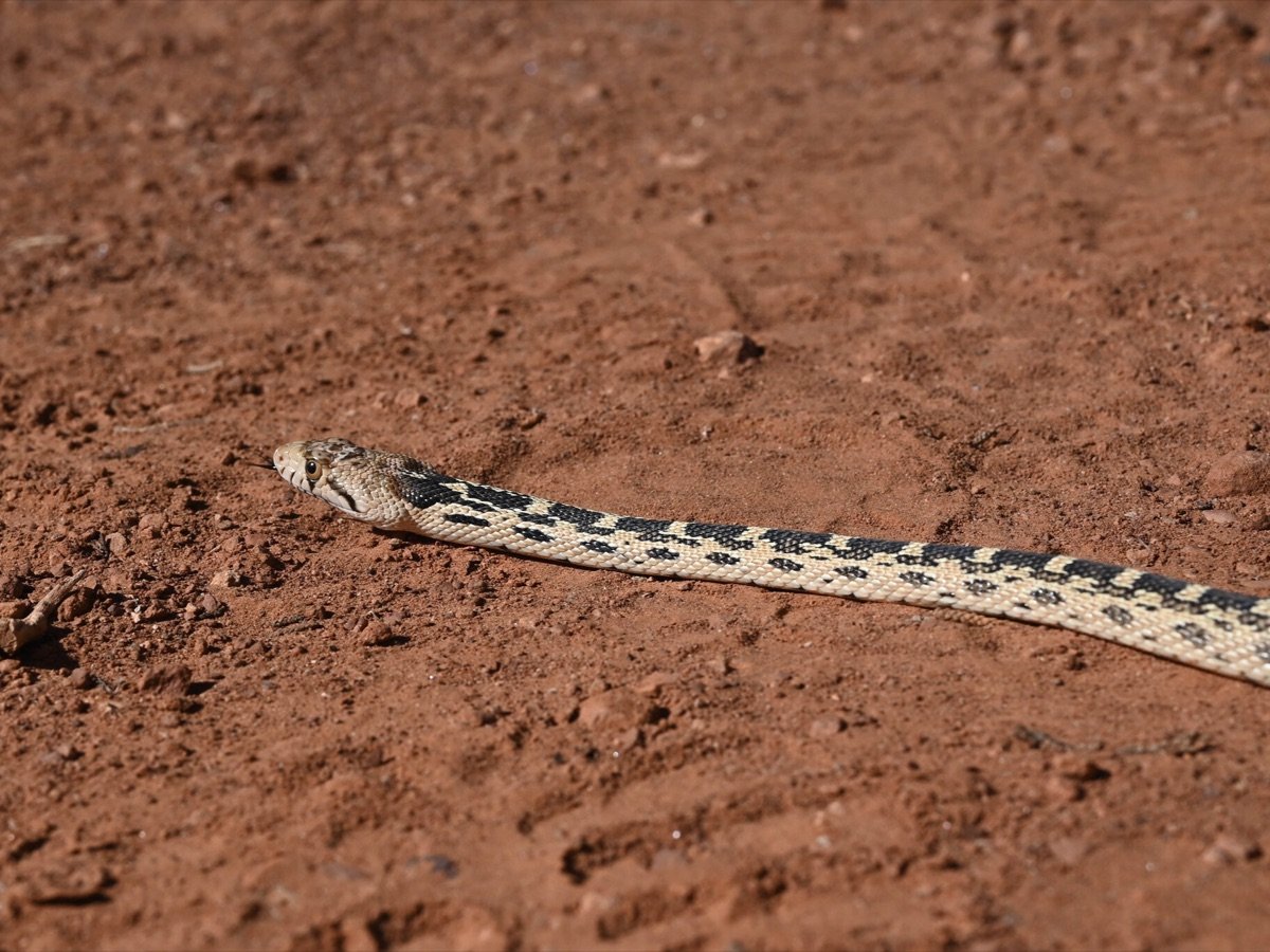 Gophersnake