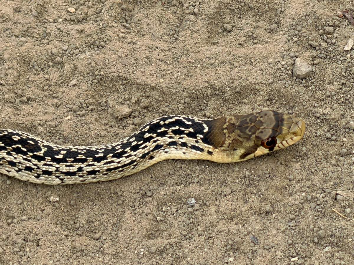 Gophersnake