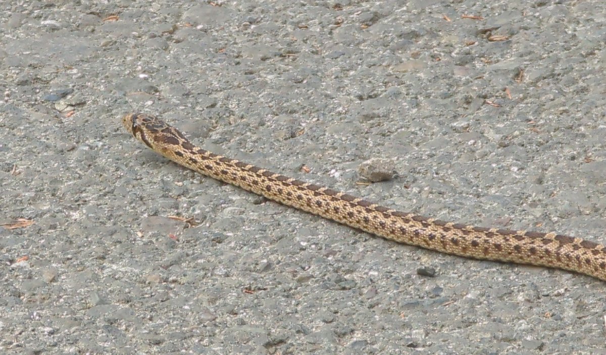 Gophersnake