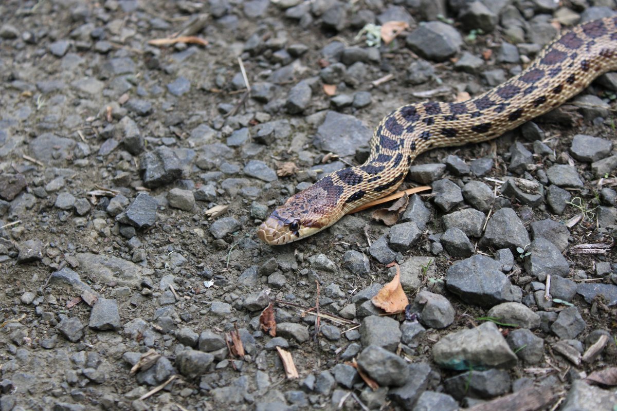Gophersnake