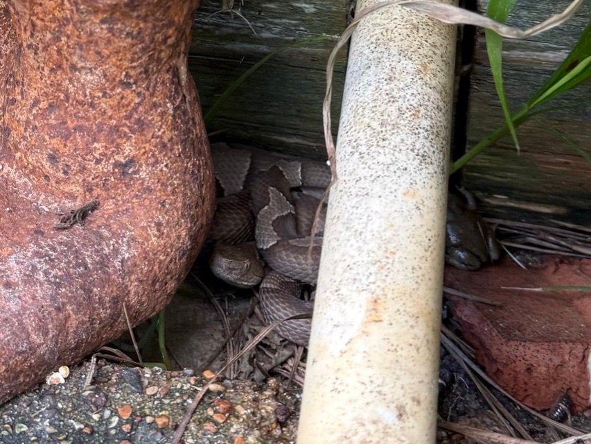 Broad-banded Copperhead
