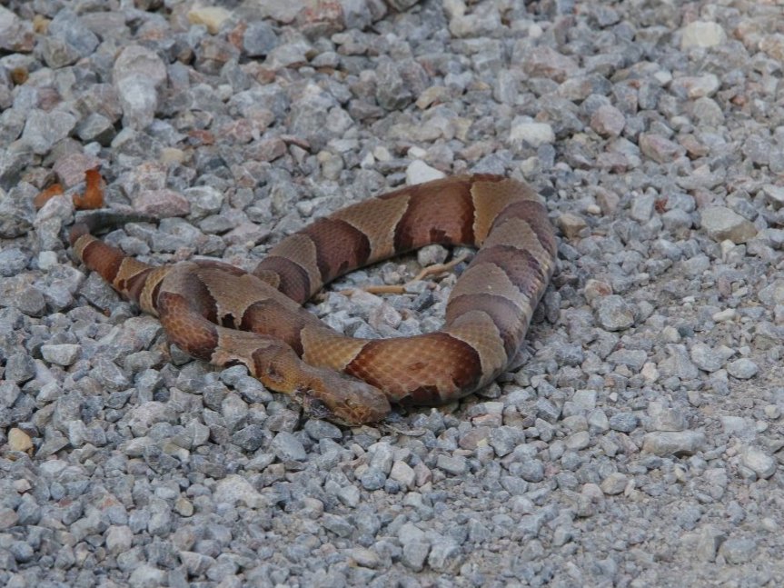Broad-banded Copperhead