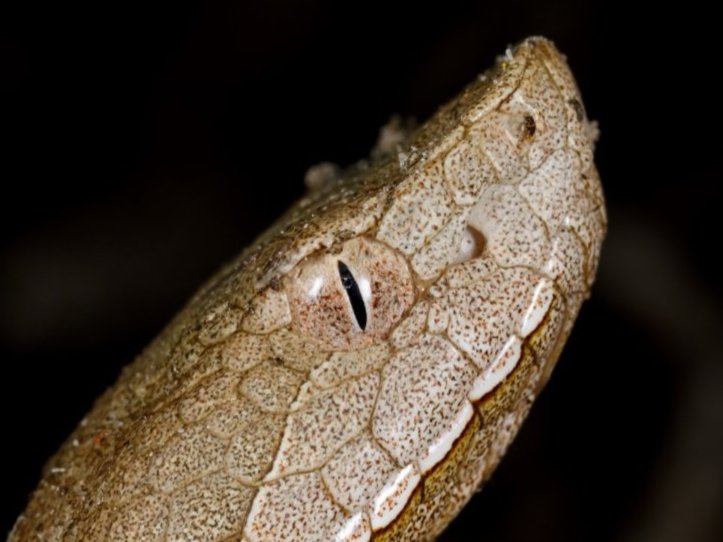 Broad-banded Copperhead