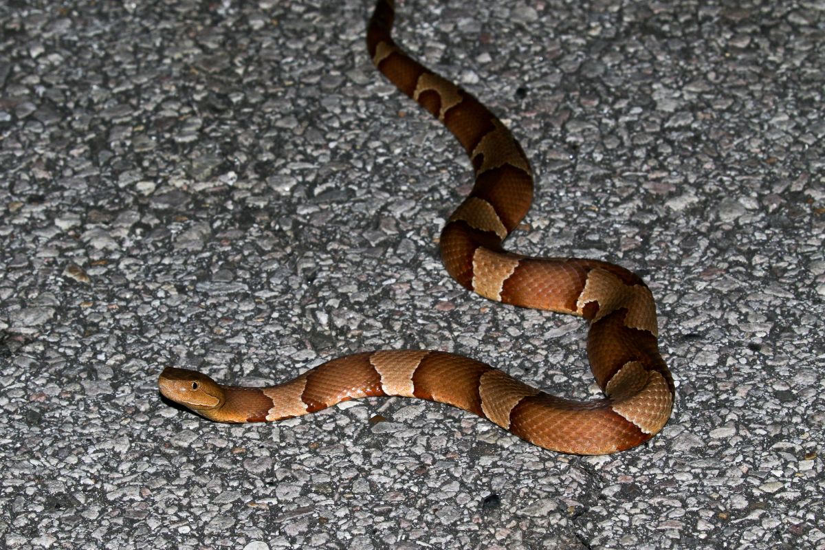 Broad-banded Copperhead