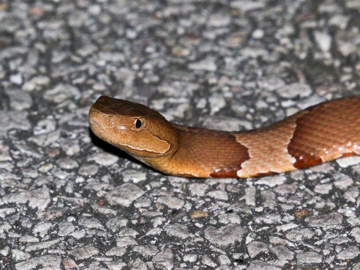 Broad-banded Copperhead