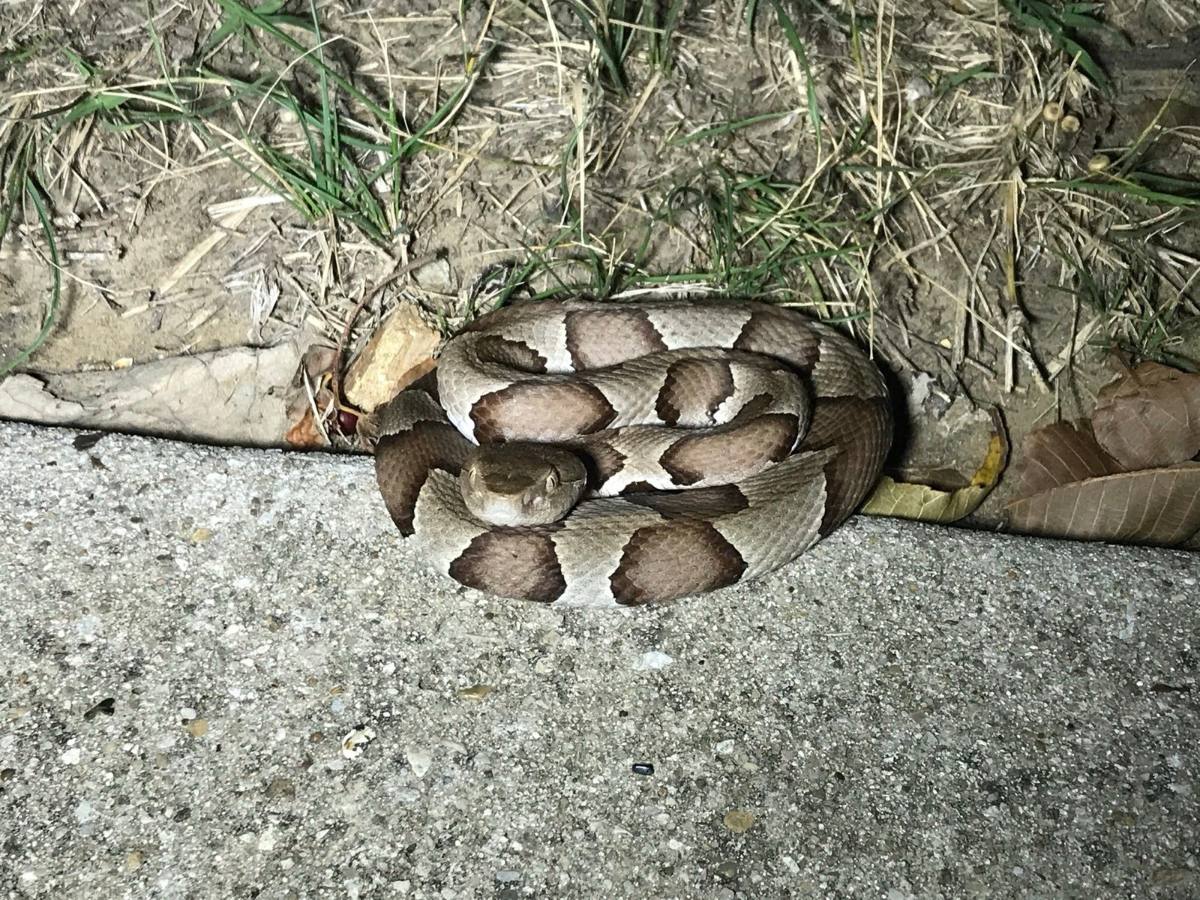 Broad-banded Copperhead
