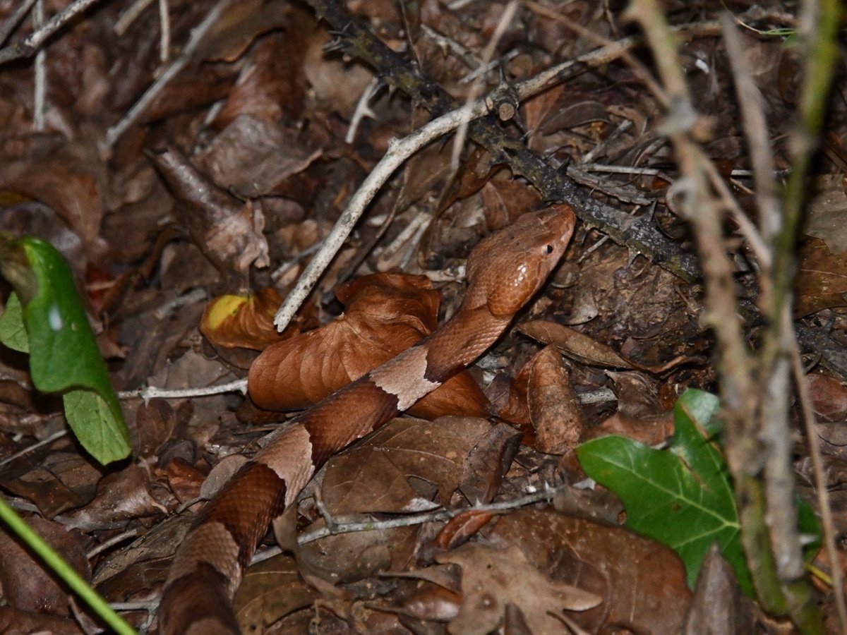 Broad-banded Copperhead