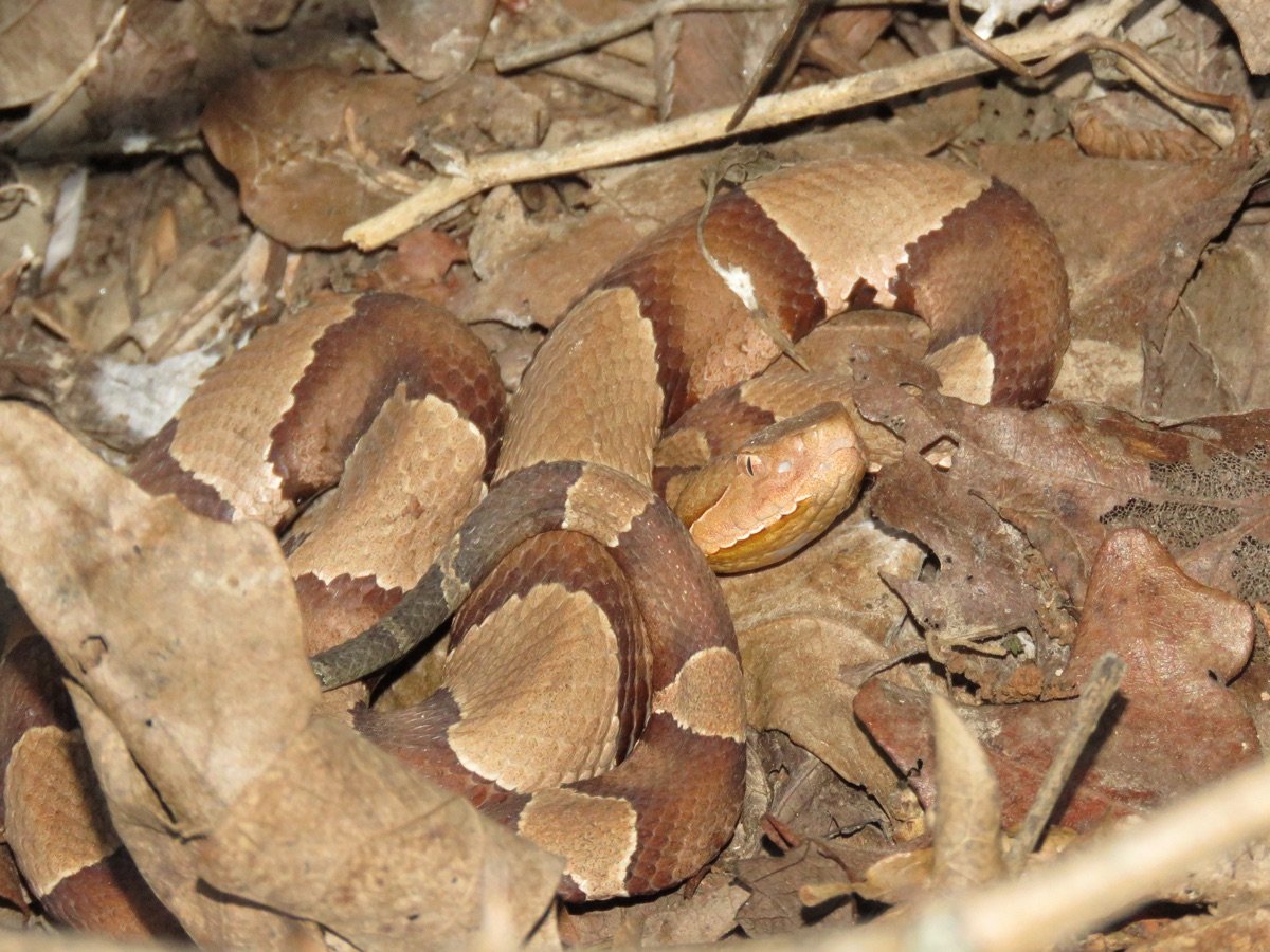 Broad-banded Copperhead