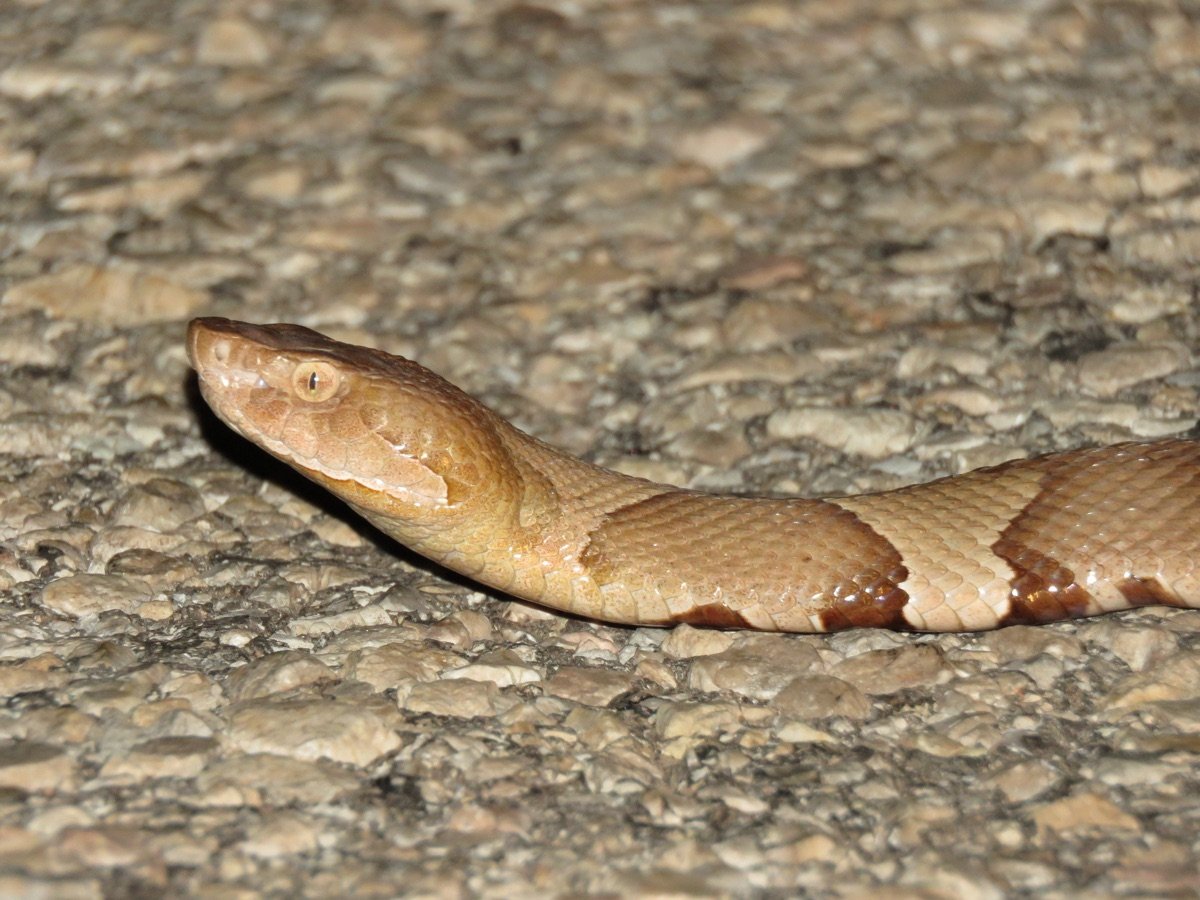 Broad-banded Copperhead