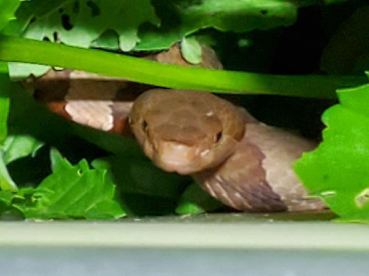 Broad-banded Copperhead
