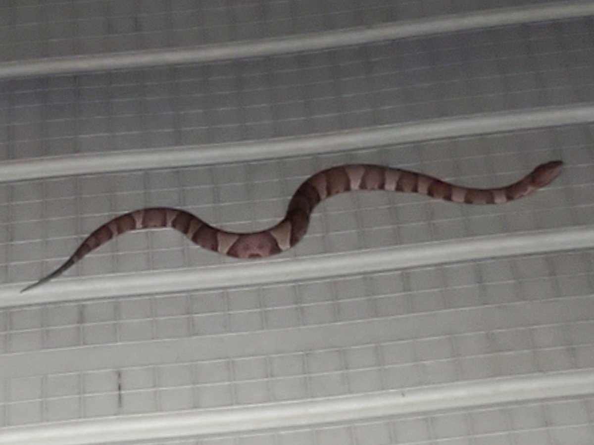 Broad-banded Copperhead