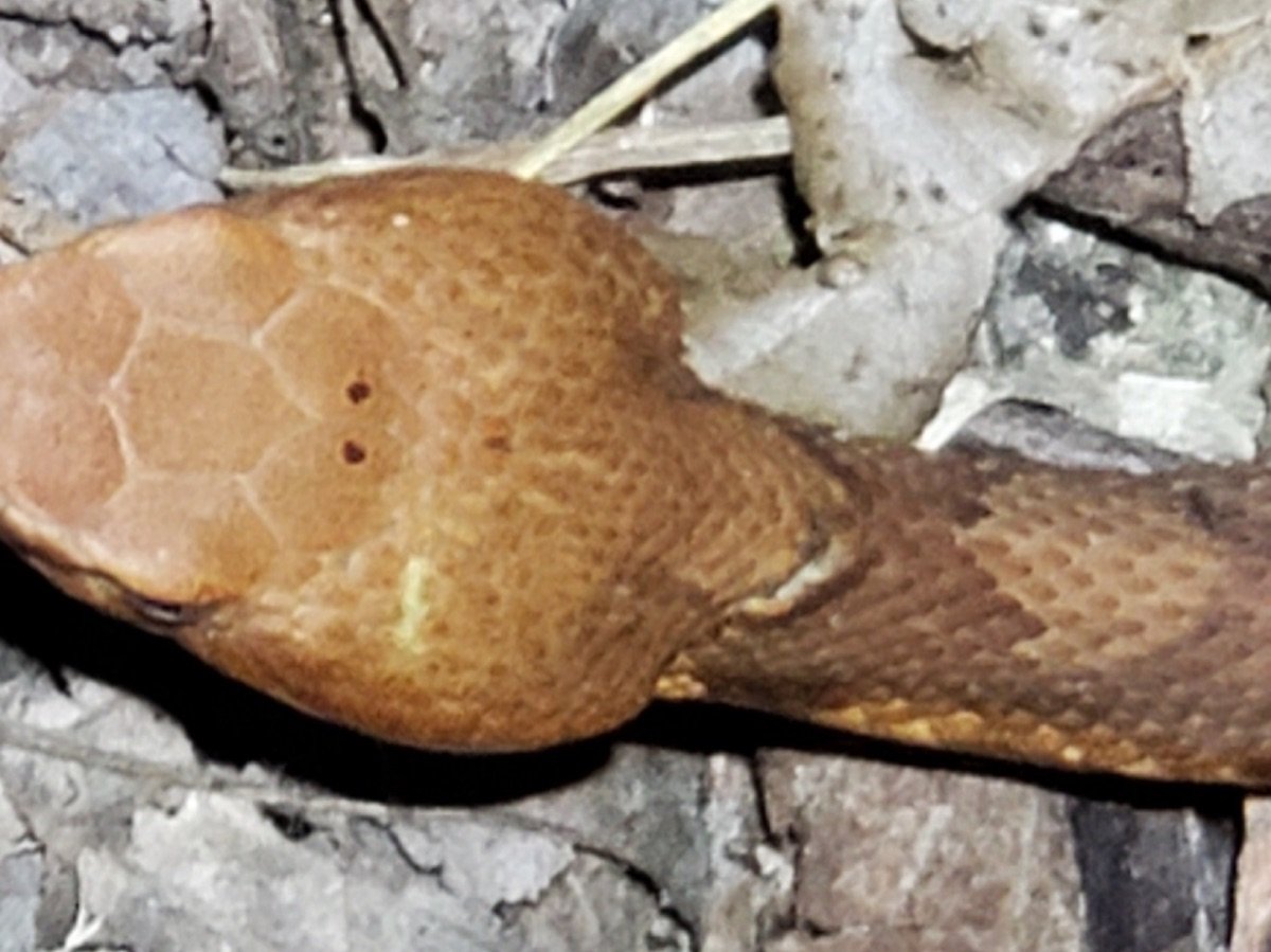 Broad-banded Copperhead