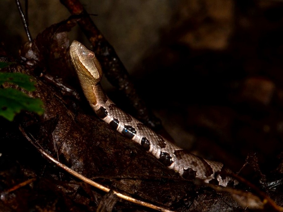 Eastern Copperhead