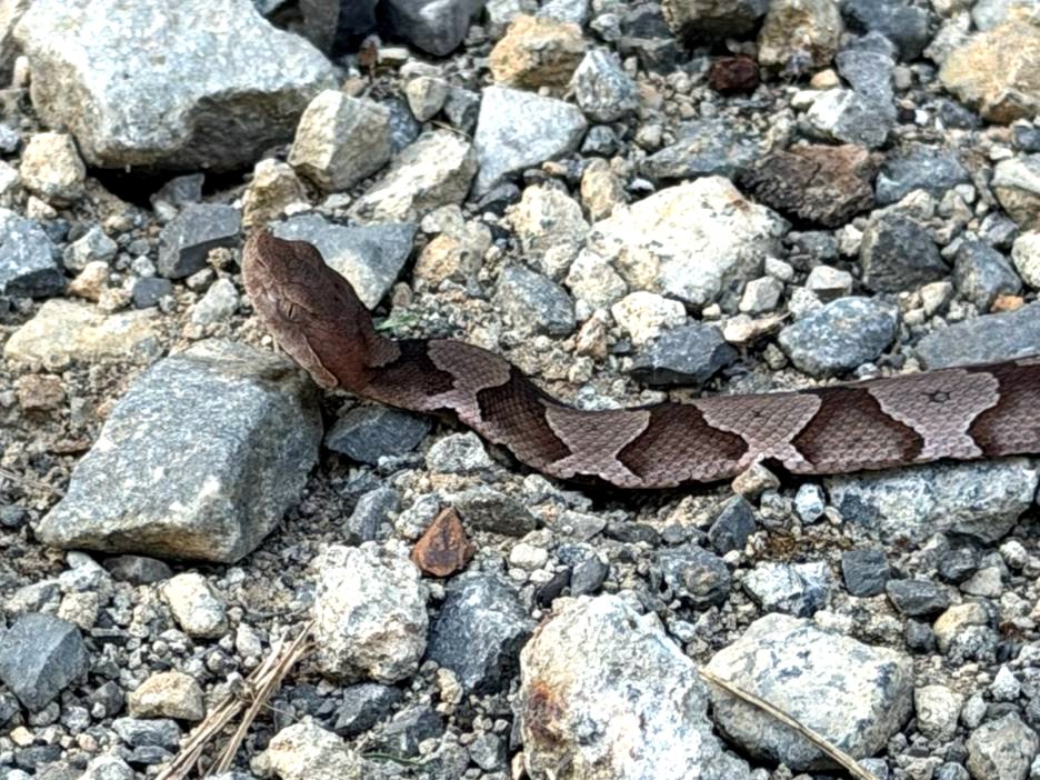 Eastern Copperhead