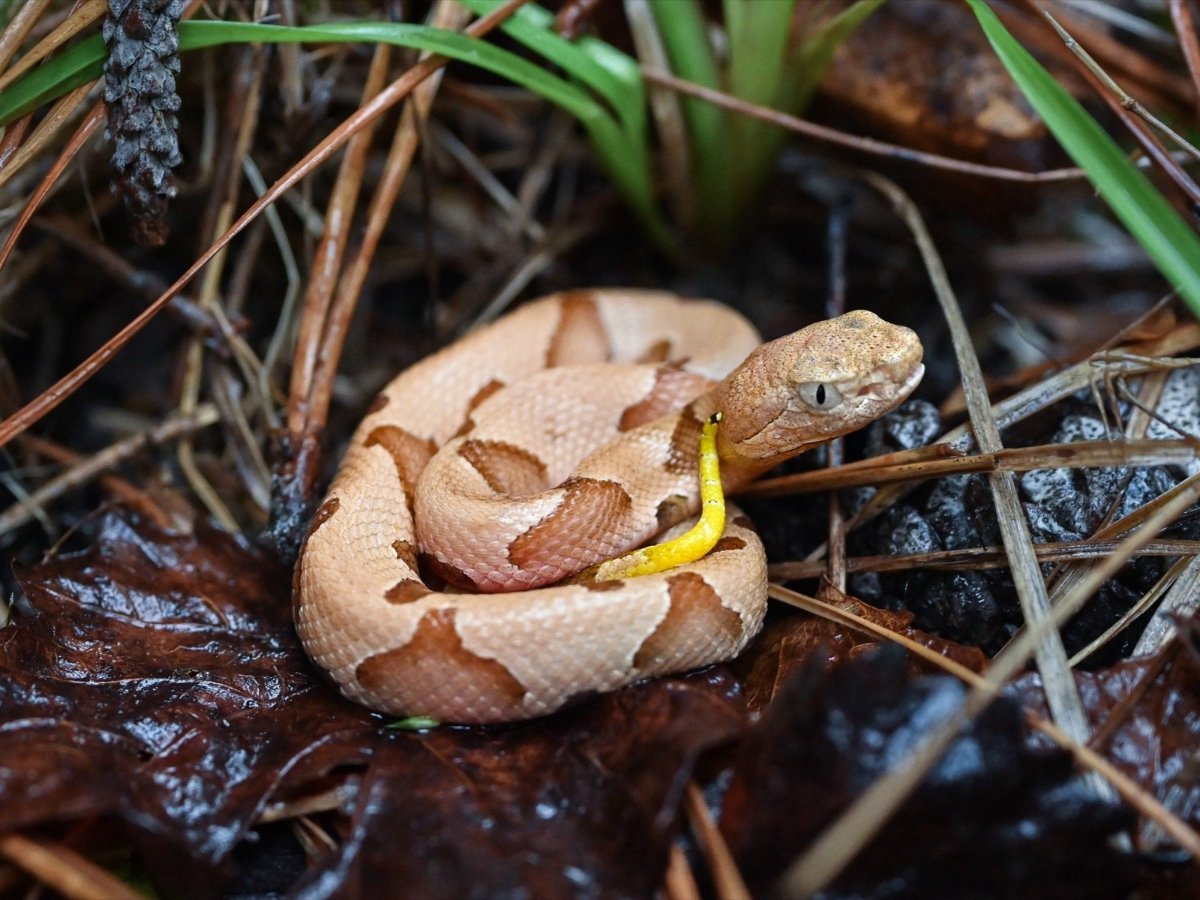 Eastern Copperhead