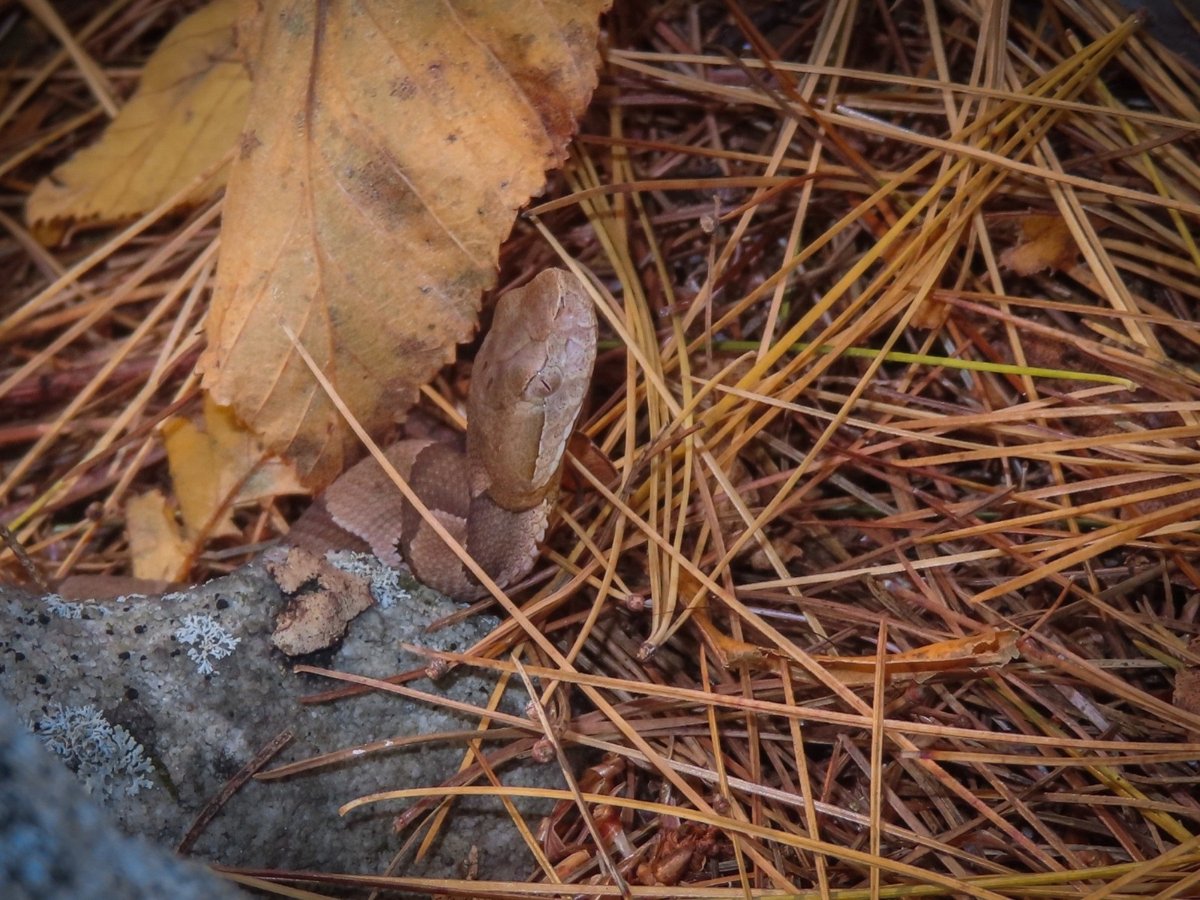 Eastern Copperhead