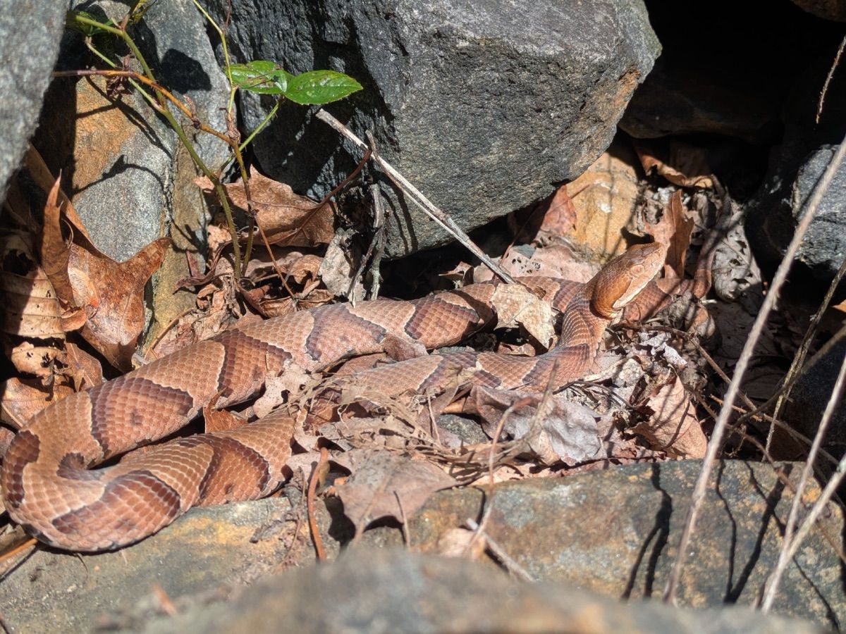 Eastern Copperhead
