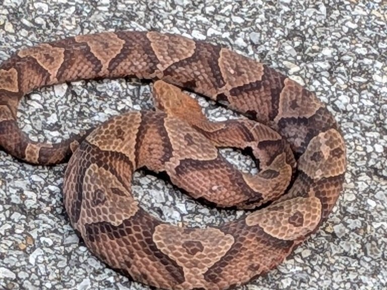 Eastern Copperhead
