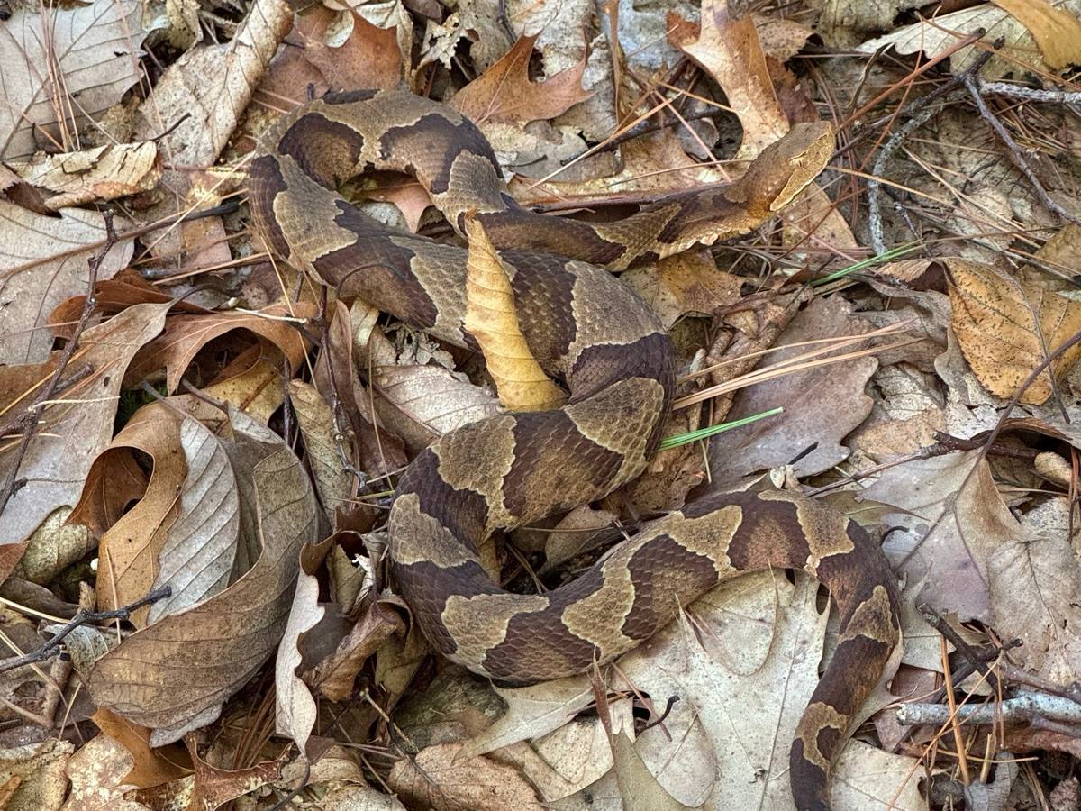 Eastern Copperhead